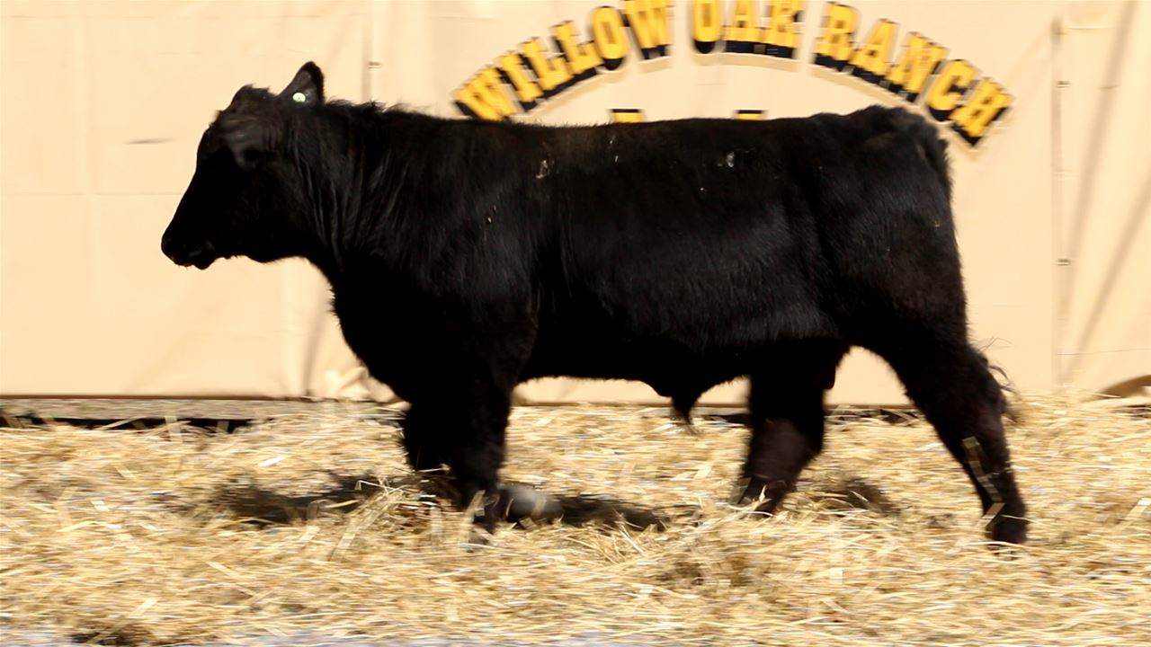 Best Black Bulls